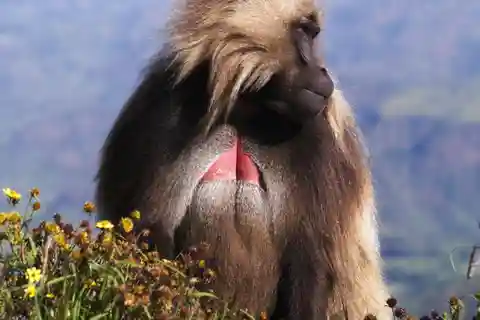 Gondar: 3-Day Simien Mountains and Gondar Tour