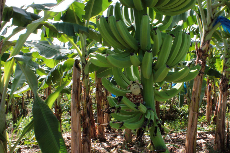 Tour particular de um dia em Soufriere