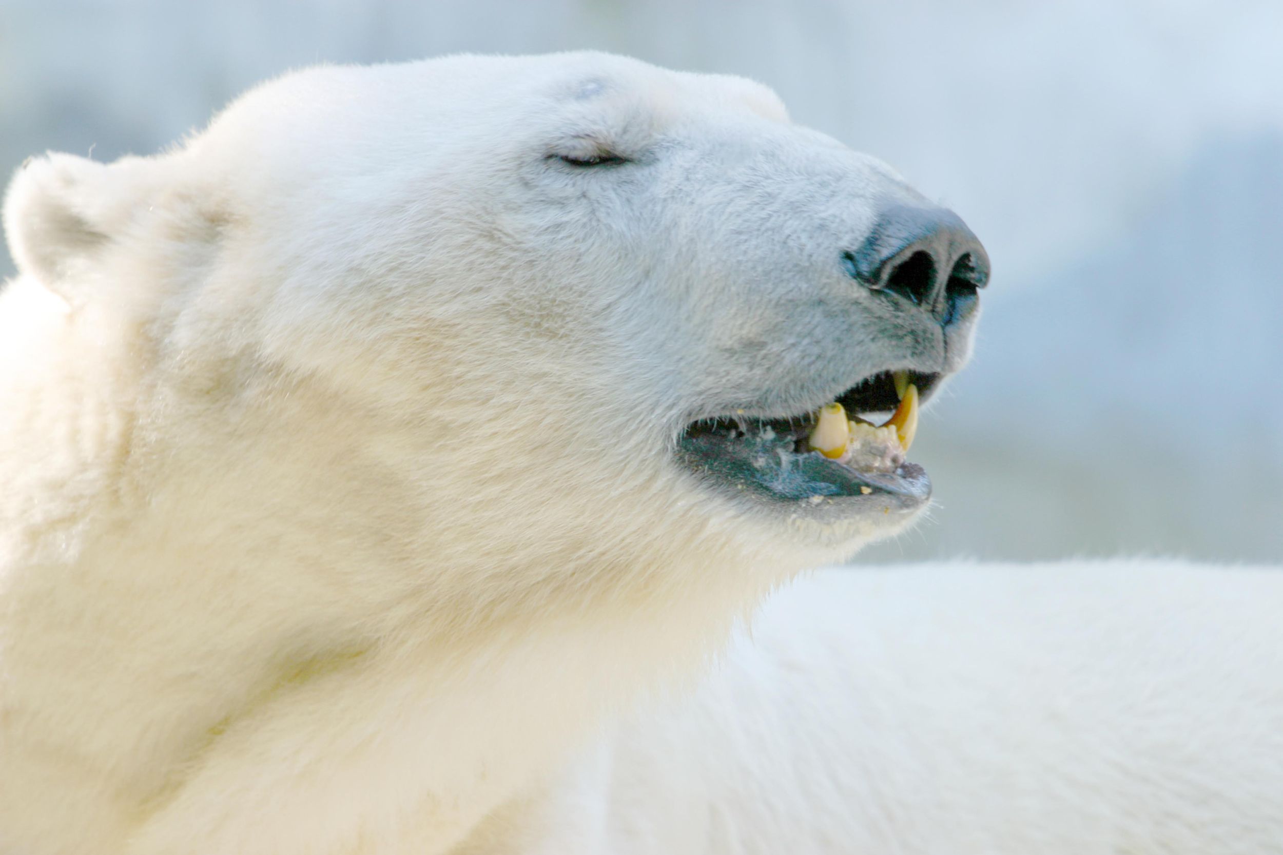 Arktische Tierwelt – Private VIP-Tour im Ranua Zoo
