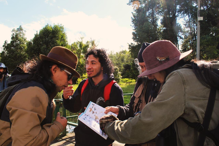 Birdwatching in Bogotá wetlands with Bakata Pajarera
