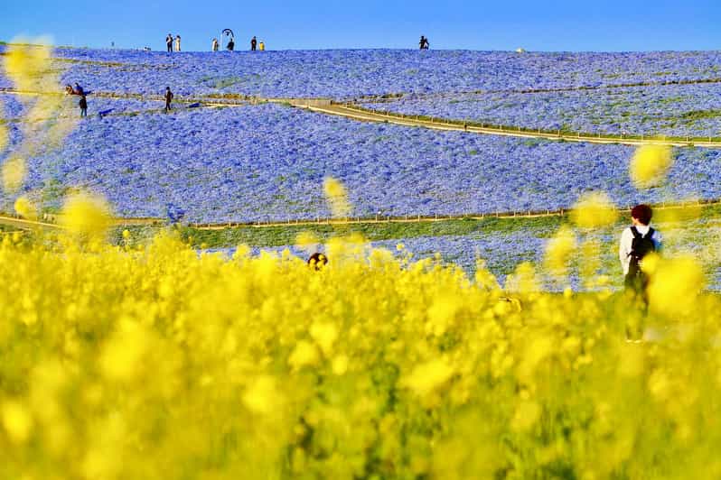 Tokyo: Spring Hitachi Seaside & Ashikaga Flower Park Tour
