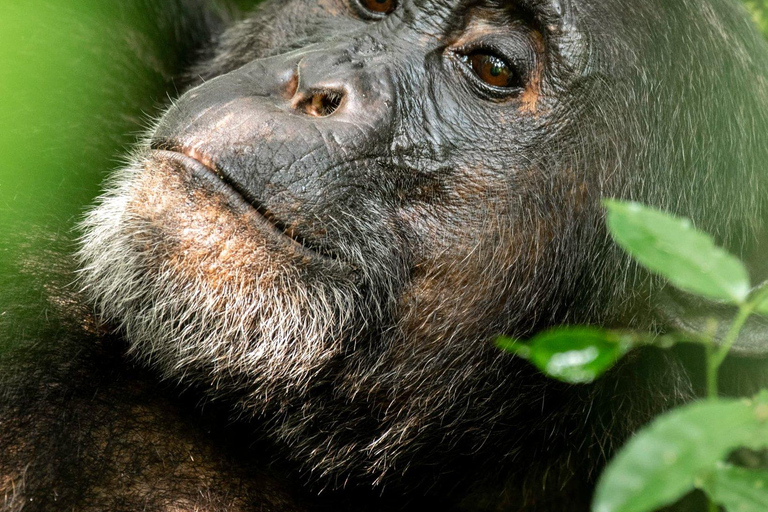 3-Day Kibale National Park Chimpanzee Tour