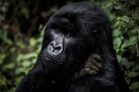 Kigali: 3 días de senderismo entre primates en el Parque Nacional de los VolcanesKigali: 3 días de senderismo y primates en el Parque Nacional de los Volcanes