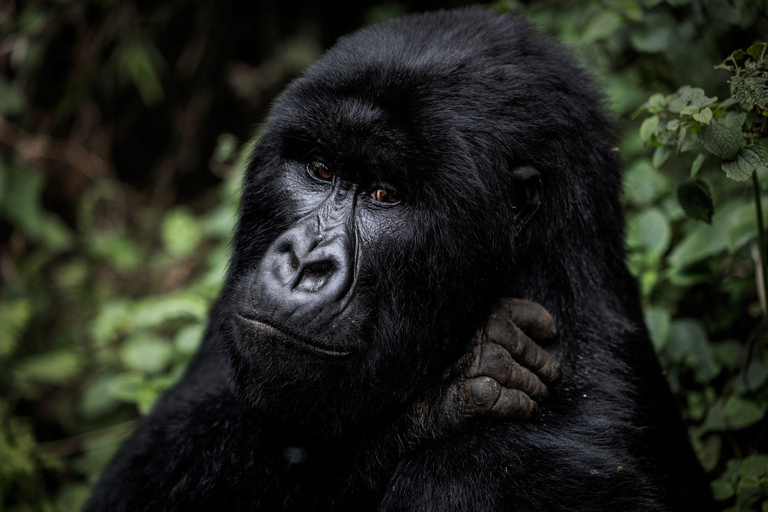 Kigali : randonnée de trois jours à la rencontre des primates dans le parc national des volcansParc national des volcans de Kigali : trek de 3 jours