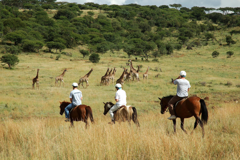 Botswana: Luxury Horseback Ride in Private Wildlife Reserve 1 hour Luxury Horseback Ride in Private Wildlife Reserve
