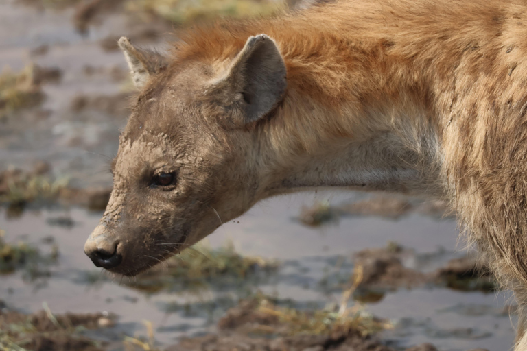 Arusha: 6-Day Northern Tanzania Safari