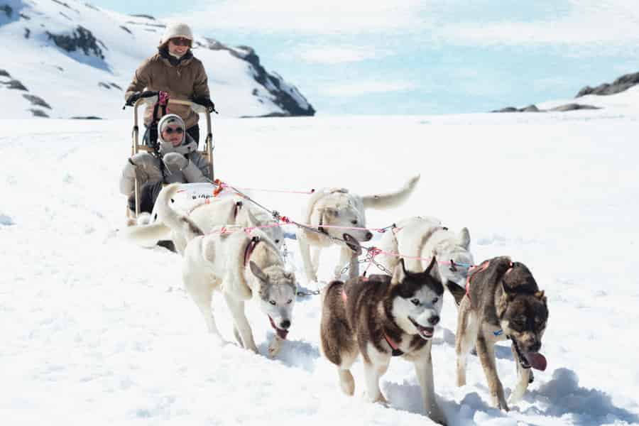 Tromsø: Hundeschlittenfahrt. Foto: GetYourGuide