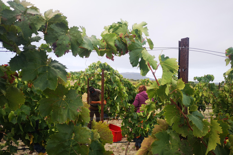 Visite individuelle des vignobles et dégustation de vins