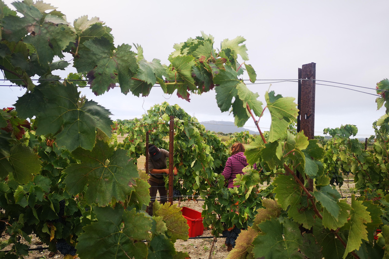 Individual vineyard tour and wine tasting