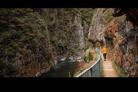 Auckland: Hidden Gem Coromandel& Cathedral Cove Private Day