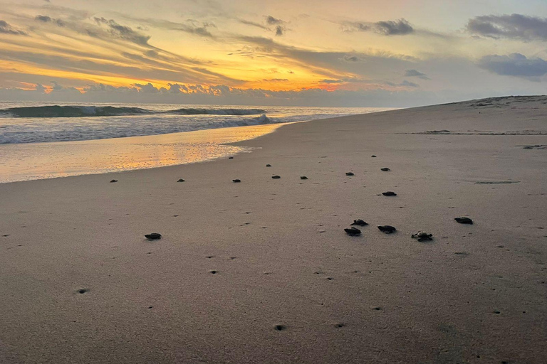 Z Huatulco: doświadczenie wypuszczania małych żółwi morskichZ Huatulco: wypuszczenie małych żółwi morskich