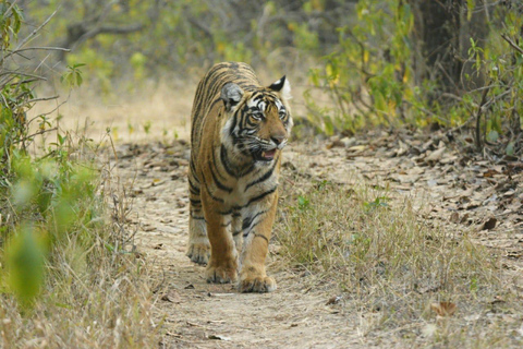 Spot Tigers and other wild of Ranthambore on a Day-Same Tour Ranthambore day trip with local guide full day + naturalist