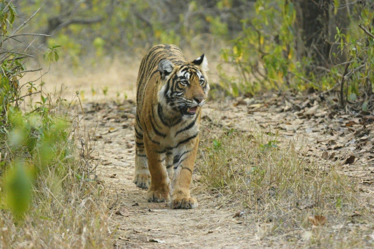 Spot Tigers and other wild of Ranthambore on a Day-Same Tour Ranthambore day trip with local guide full day + naturalist