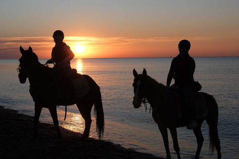 Antalya : équitation en bord de mer et dans la forêtAntalya : Balade à cheval en bord de mer et en forêt