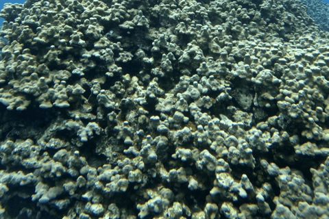 Mascate : excursion de plongée en apnée sur l&#039;île de Dimaniyat