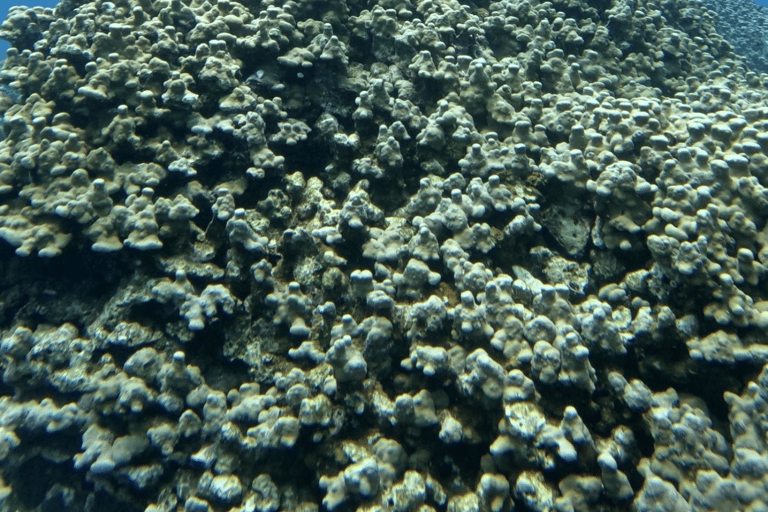 Mascate : excursion de plongée en apnée sur l&#039;île de Dimaniyat