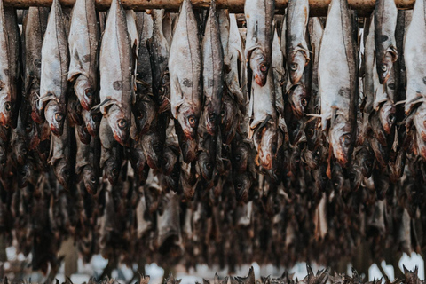 Visite touristique des Lofoten : visite d&#039;une demi-journée