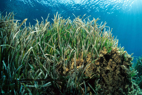 Colonia Sant Jordi: tour Premium e veloce in barca intorno a CabreraGiro veloce