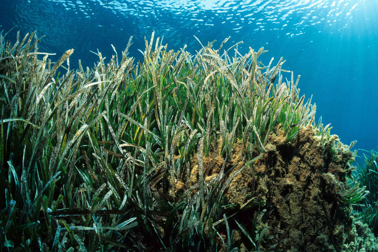 Colonia Sant Jordi: tour Premium e veloce in barca intorno a CabreraGiro veloce