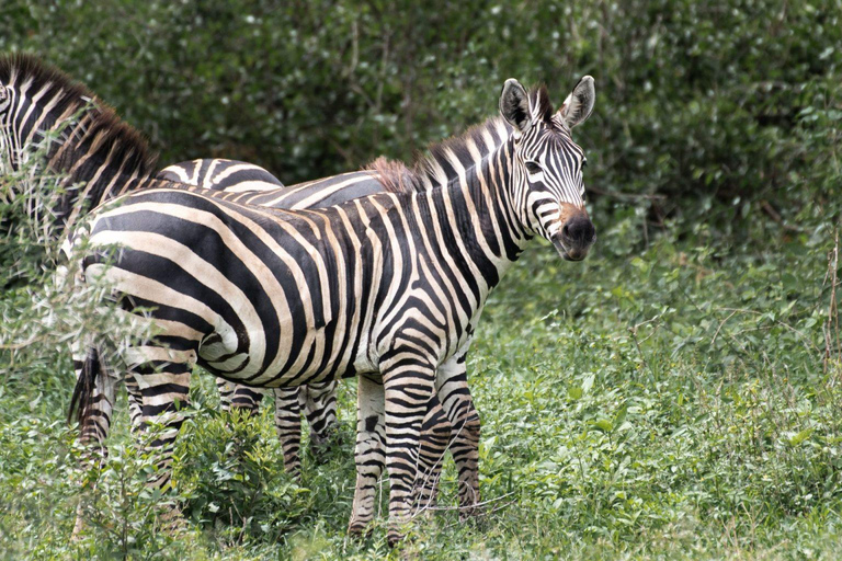 3-dniowe prywatne safari z Zanzibaru z lotami