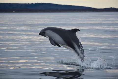 Punta Arenas: Tour in barca per l'osservazione dei delfini e della fauna selvatica