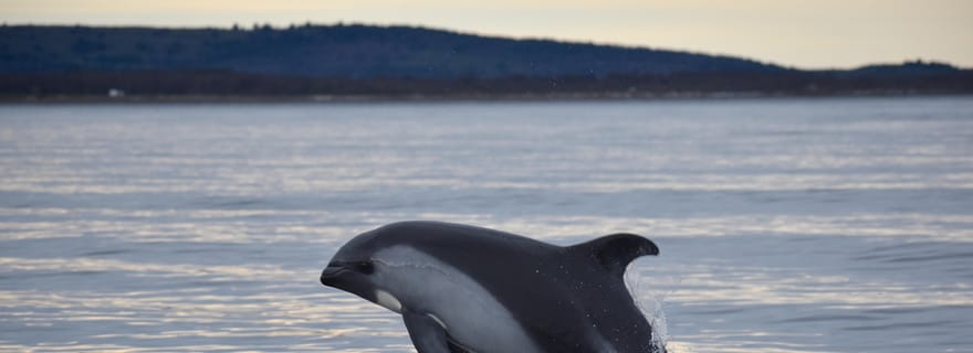 Punta Arenas : Tour en bateau d'observation des dauphins et de la faune australienne