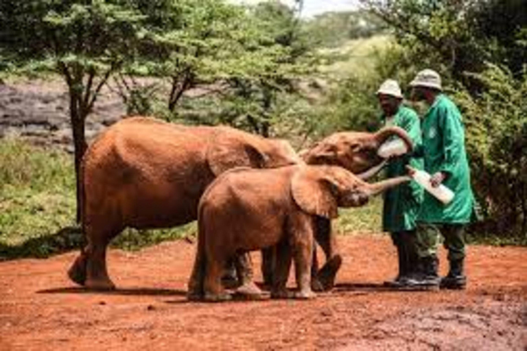 Nairobi : Visite privée du David Sheldrick Wildlife Trust