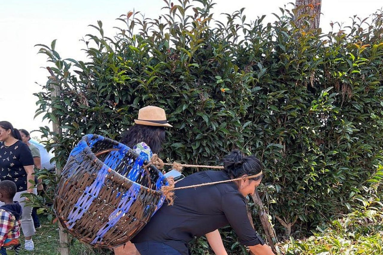 Nairobi: Purple Tea Farm Tour & Tasting Daytrip