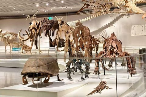 Beijing: National Natural History Museum Entry Ticket