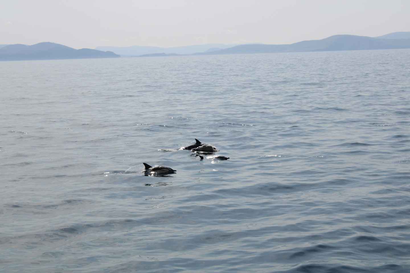 Dingle: Guided Mini Eco Boat Tour (2 Hours)