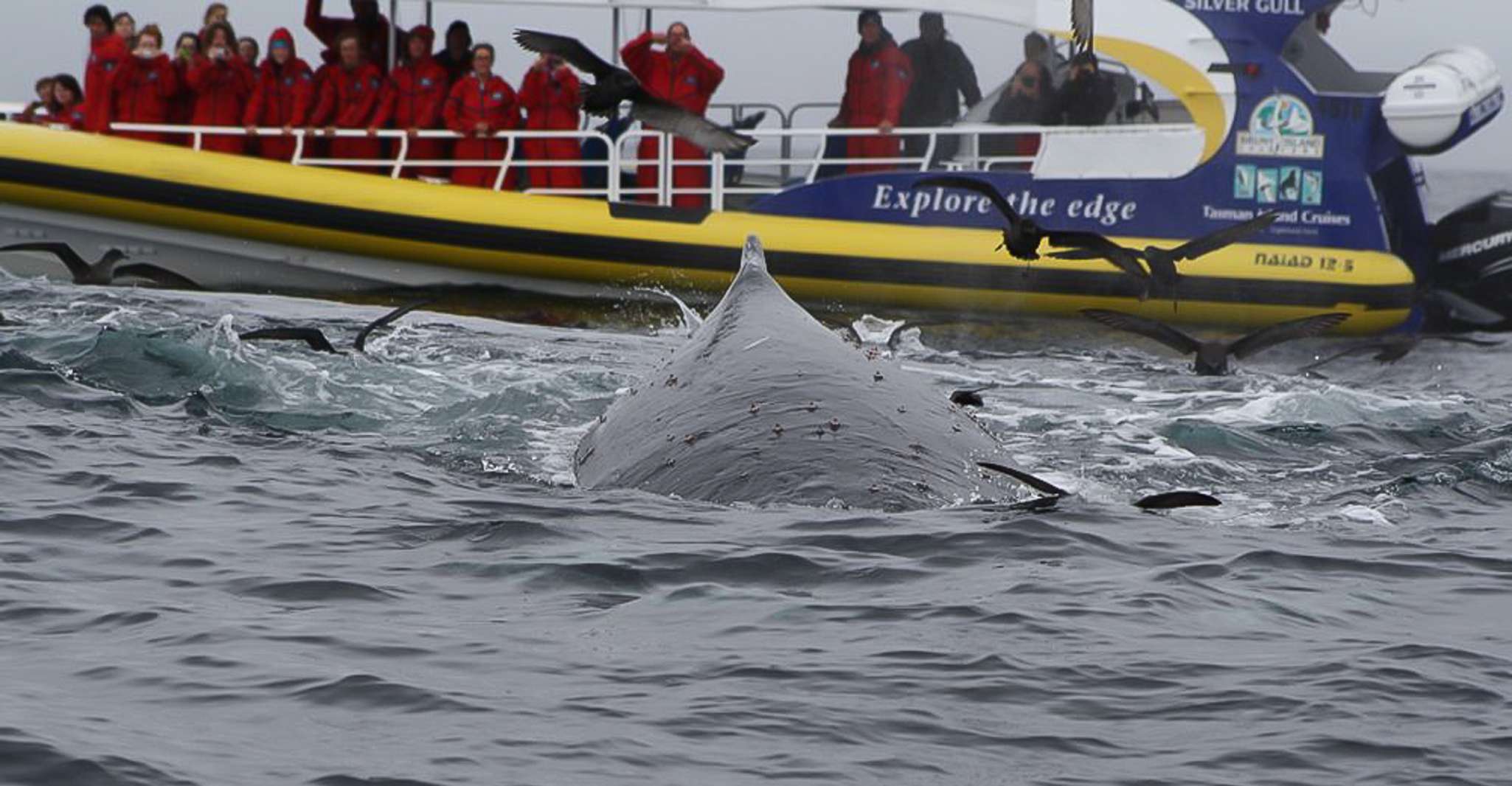 Hobart: Bruny Island Wilderness Coast Eco Cruise with Lunch photo 4