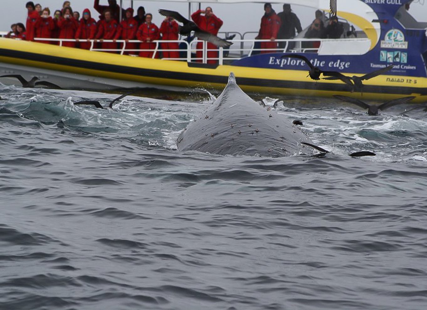 Hobart: Bruny Island Wilderness Coast Eco Cruise med frokost