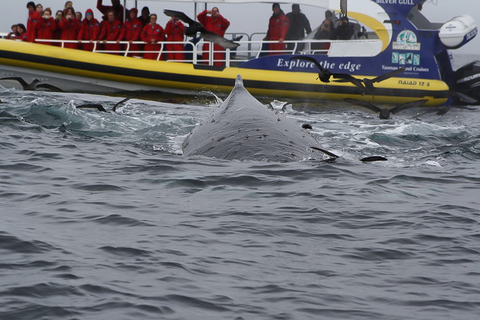 Excursión ecológica a la costa desierta de Bruny Island desde Hobart