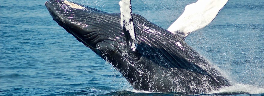 Navigation et observation de baleines sur la côte est du Sri Lanka