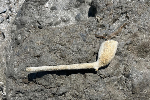 Folly Beach: Morris Island båttur med fossiljakt