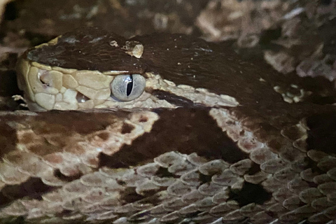 Parco Manuel Antonio: Tour guidato a piedi con un naturalistaTour privato