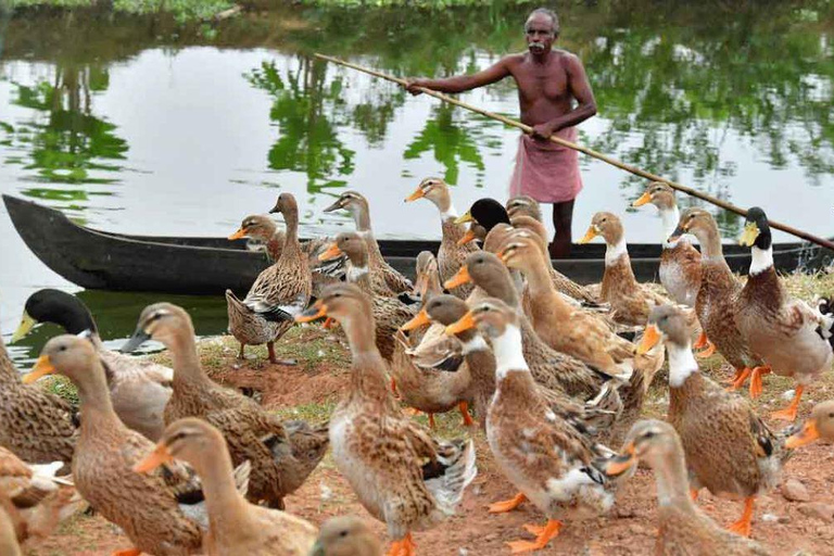 Kochi: Ultimate Kerala and Kumbalangi Village Same Day Tour