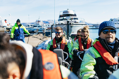 Reykjavik: Walvistour per RIB boot