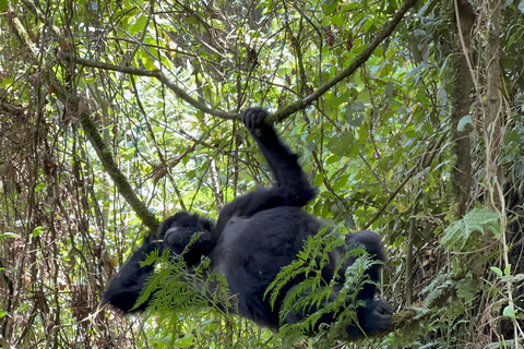 3-daagse gorillatrektocht Mgahinga Gorilla NP Oeganda via Rwanda