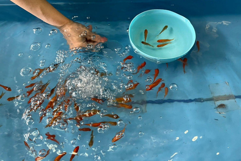 Nara : Découvrez le charme des poissons rouges de Koriyama - 2 heures