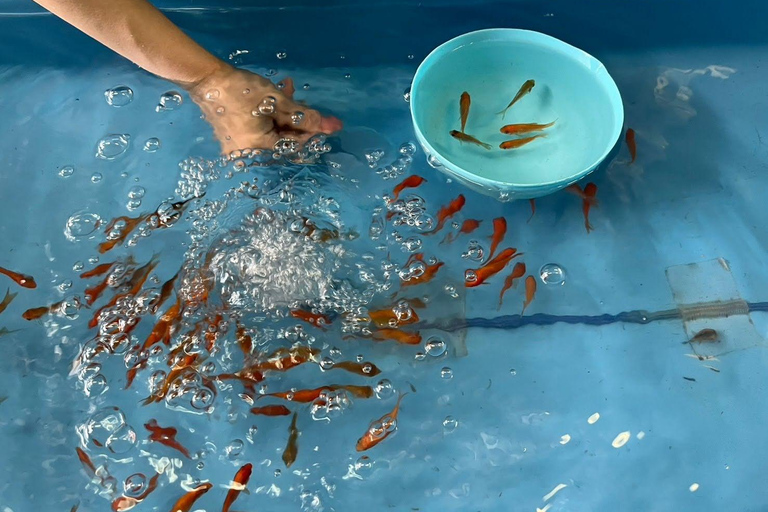 Nara: Descubra o encanto dos peixes dourados de Koriyama - 2 horas