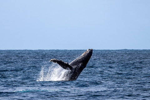 Dauphins, baleines, plongée en apnée et déjeuner sur l'île des Bénitiers