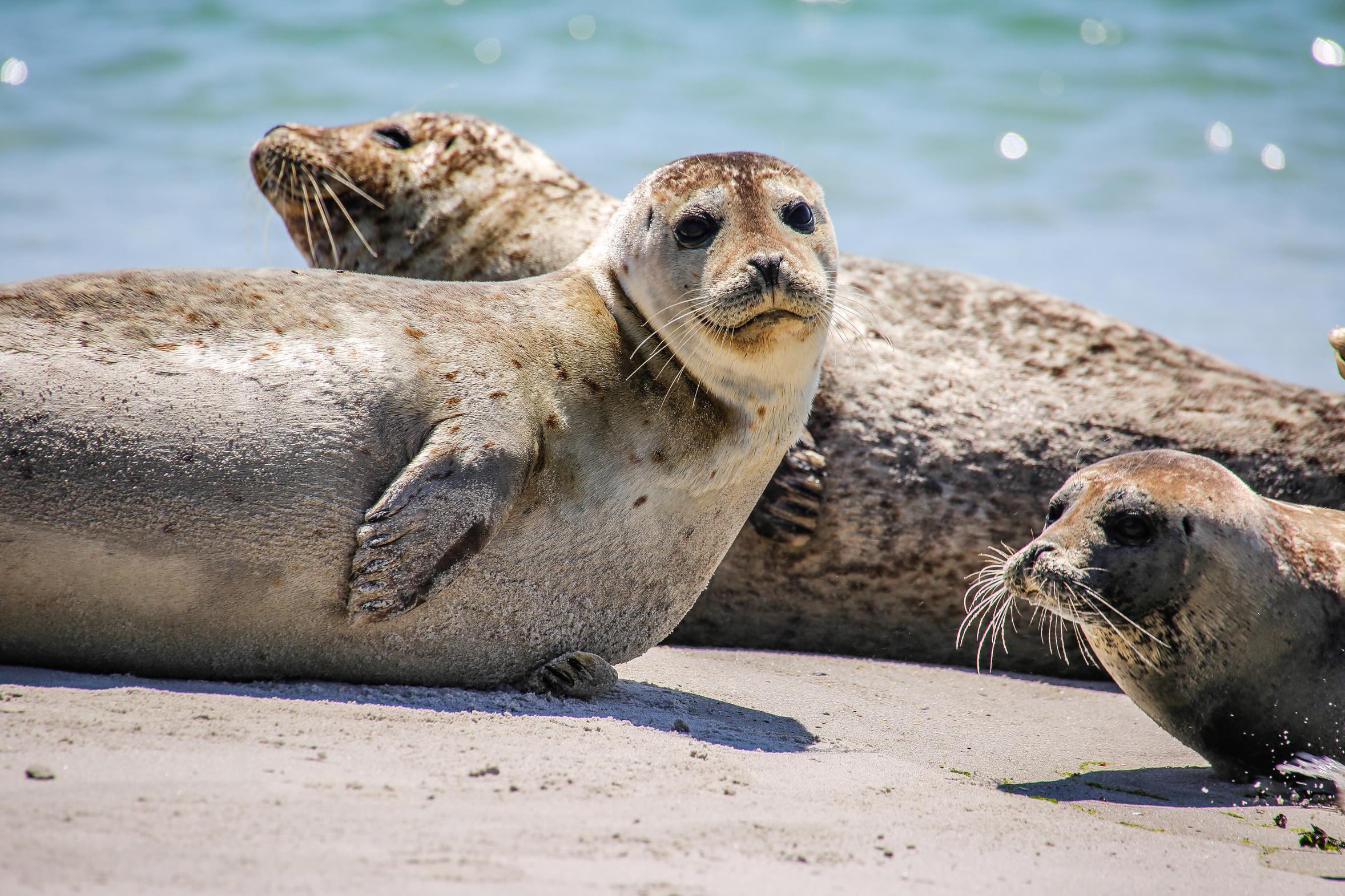 Usedom: Schiffstour zur Greifswalder Oie, Insel Ruden & Kegelrobben