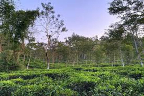 Von Sylhet aus: Srimangal Tea Garden &amp; Rainforest 4 Day Tour