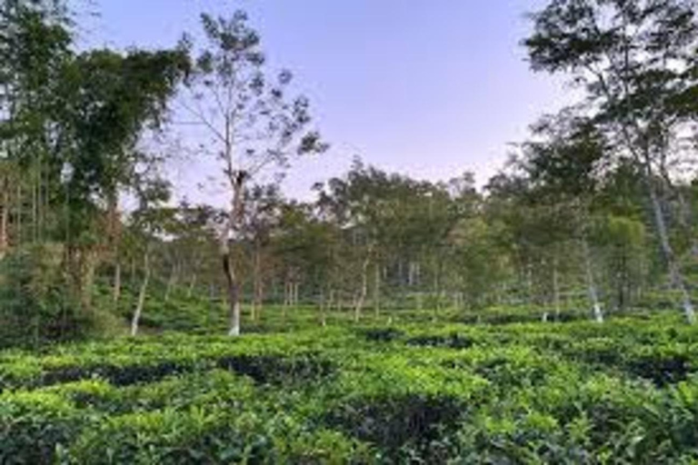 Da Sylhet: Tour di 4 giorni dei giardini del tè e della foresta pluviale di Srimangal