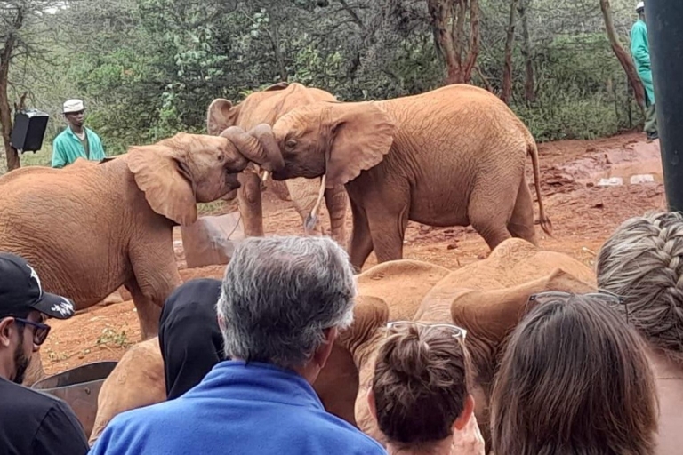 Nairobi: National Park, Elephant Orphanage & Giraffe Centre