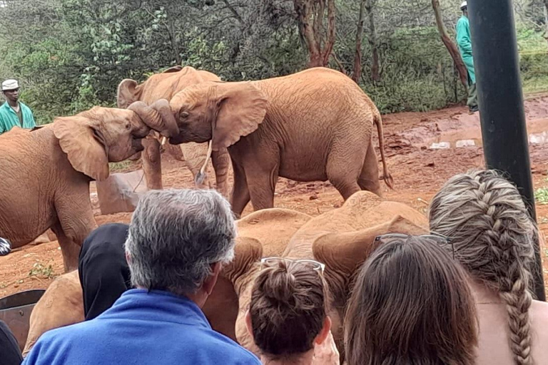 Nairobi: Nationalpark, elefantbarnhem och giraffcenter