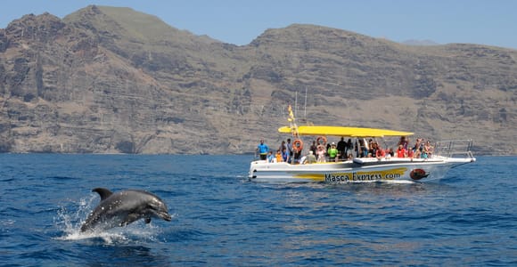 Los Gigantes: Dolphin & Whale Watching Cruise with Swim Stop