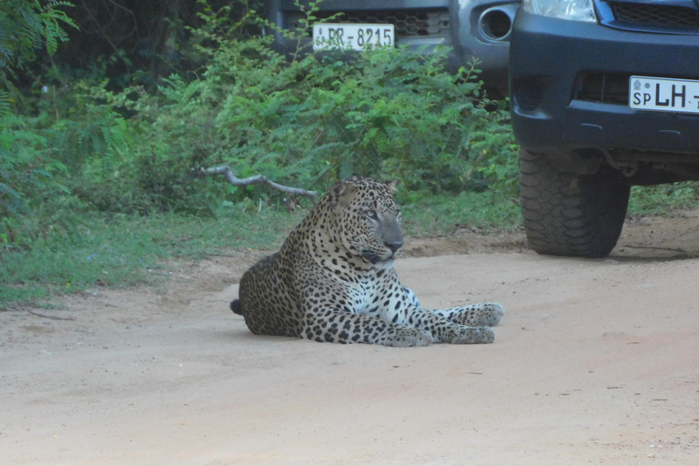 Yala Safari: High-Luxury PRIVATE Tours with Entry Tickets Half Day (6 hours) Safari PRIVATE Tours morning or afternoon
