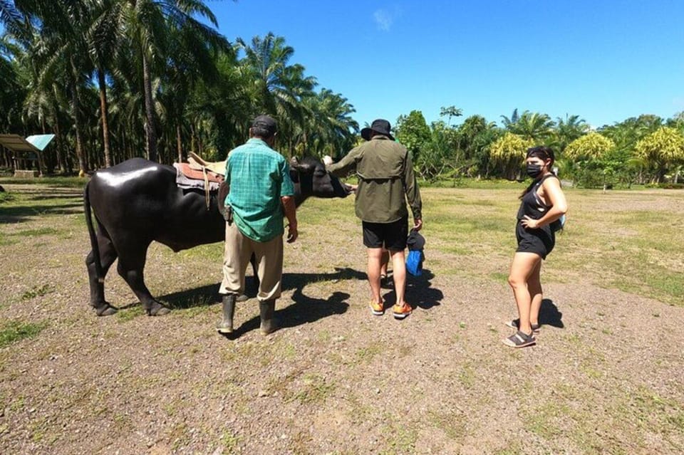 Palm Tour & Buffalo Ride in Manuel Antonio | GetYourGuide